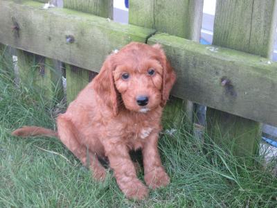 Cockapoo puppies in Carlow